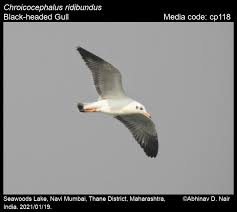 Image result for Chroicocephalus ridibundus