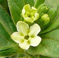 Attēlu rezultāti vaicājumam “Lithospermum officinale flower”