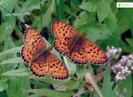 Attēlu rezultāti vaicājumam “Brenthis ino upperside”