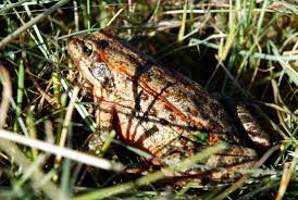 Attēlu rezultāti vaicājumam “Ranidae”