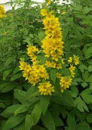 Attēlu rezultāti vaicājumam “Lysimachia punctata”