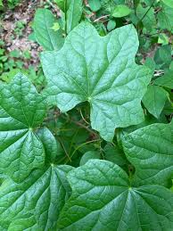 Attēlu rezultāti vaicājumam “Menispermum dauricum leaf”