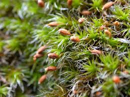 Attēlu rezultāti vaicājumam “Palustriella decipiens”