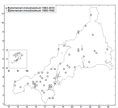 Attēlu rezultāti vaicājumam “Ephemerum serratum sporophyte”