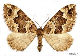 Attēlu rezultāti vaicājumam “Lampropteryx suffumata”