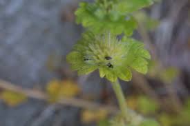 Attēlu rezultāti vaicājumam “Lamium amplexicaule flower”