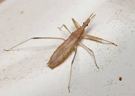 Attēlu rezultāti vaicājumam “Nabidae”