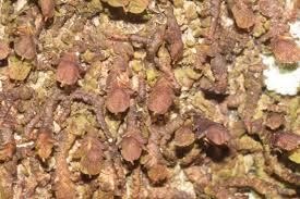 Attēlu rezultāti vaicājumam “Frullania dilatata”