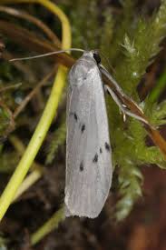 Attēlu rezultāti vaicājumam “Pelosia muscerda”