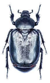 Attēlu rezultāti vaicājumam “Colloderma sp.”