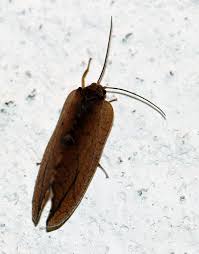 Attēlu rezultāti vaicājumam “Drepanepteryx phalaenoides”