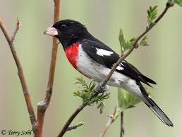 Image result for Pheucticus ludovicianus