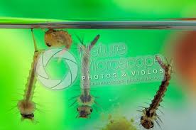 Attēlu rezultāti vaicājumam “Culex pipiens larva”