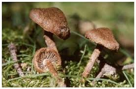 Attēlu rezultāti vaicājumam “Inocybe lanuginosa”