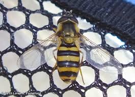 Attēlu rezultāti vaicājumam “Syrphus sp. imago”