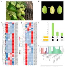 Attēlu rezultāti vaicājumam “Malus mandshurica fruit”