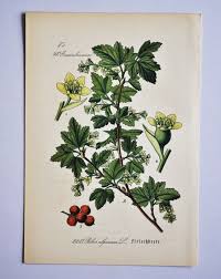 Attēlu rezultāti vaicājumam “Ribes alpinum leaf”