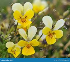 Attēlu rezultāti vaicājumam “Viola tricolor subsp. curtisii bud”