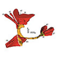 Attēlu rezultāti vaicājumam “Strongylosoma pallipes”