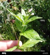 Attēlu rezultāti vaicājumam “Epilobium roseum flower”