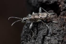 Attēlu rezultāti vaicājumam “Rhagium inquisitor”