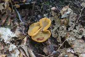 Attēlu rezultāti vaicājumam “Otidea leporina”