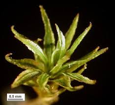 Attēlu rezultāti vaicājumam “Atrichum flavisetum sporophyte”