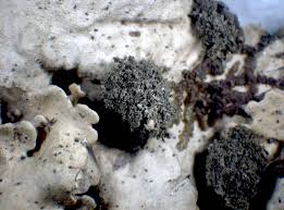 Attēlu rezultāti vaicājumam “Lobaria amplissima”