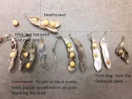 Attēlu rezultāti vaicājumam “Badhamia melanospora stalked”
