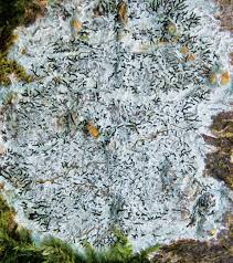 Attēlu rezultāti vaicājumam “Phaeographis dendritica”