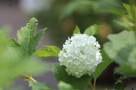 Attēlu rezultāti vaicājumam “Viburnum opulus bud”