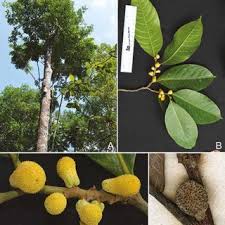 Attēlu rezultāti vaicājumam “Betula humilis fruit”