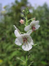 Image result for Verbascum blattaria