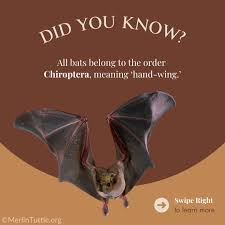 Attēlu rezultāti vaicājumam “Chiroptera”