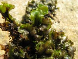 Attēlu rezultāti vaicājumam “Pellia epiphylla”