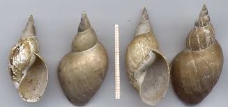 Attēlu rezultāti vaicājumam “Lymnaea stagnalis”