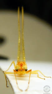 Attēlu rezultāti vaicājumam “Heptagenia sulphurea”