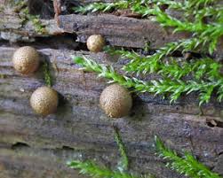 Attēlu rezultāti vaicājumam “Leiocolea rutheana sporophyte”