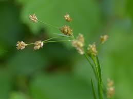 Attēlu rezultāti vaicājumam “Luzula luzuloides fruit”