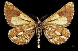 Attēlu rezultāti vaicājumam “Bupalus piniaria female”