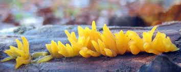 Attēlu rezultāti vaicājumam “Calocera cornea”