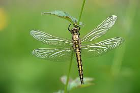 Attēlu rezultāti vaicājumam “Libellula quadrimaculata imago”