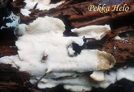 Attēlu rezultāti vaicājumam “Antrodiella semisupina”