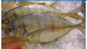 Image result for Pseudocaranx dentex