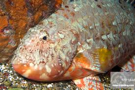 Image result for Sparisoma axillare