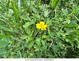 Attēlu rezultāti vaicājumam “Potentilla reptans”