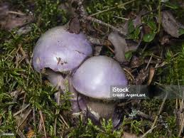 Attēlu rezultāti vaicājumam “Cortinarius traganus”