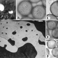Attēlu rezultāti vaicājumam “Diderma deplanatum”