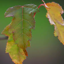 Attēlu rezultāti vaicājumam “Acer tataricum subsp. ginnala leaf”