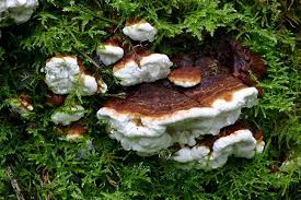 Attēlu rezultāti vaicājumam “Heterobasidion annosum”